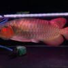 Asian Red Arowana