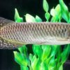 Jardini Arowana