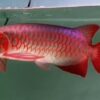Malaysian Red Arowana