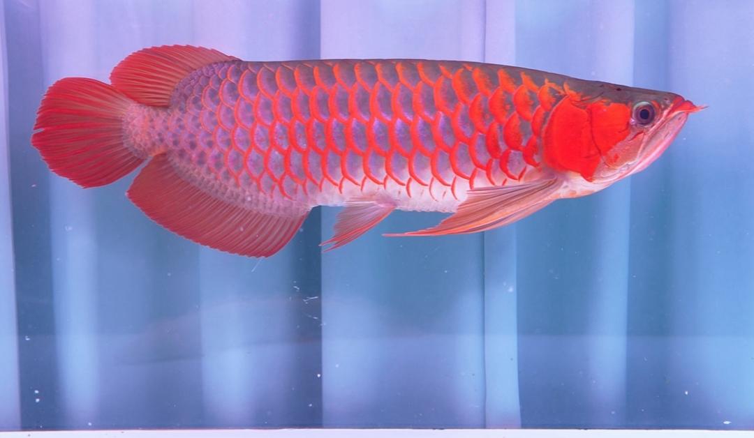 Super Red Arowana (3)