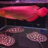 VIP Super Red Arowana
