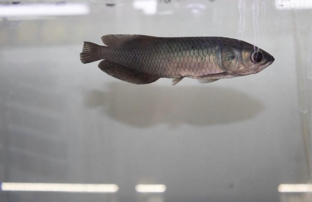 WhatsApp Image 2025-09-03 at 12.37.38 (4)