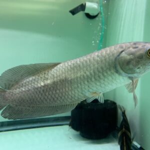 African Arowana