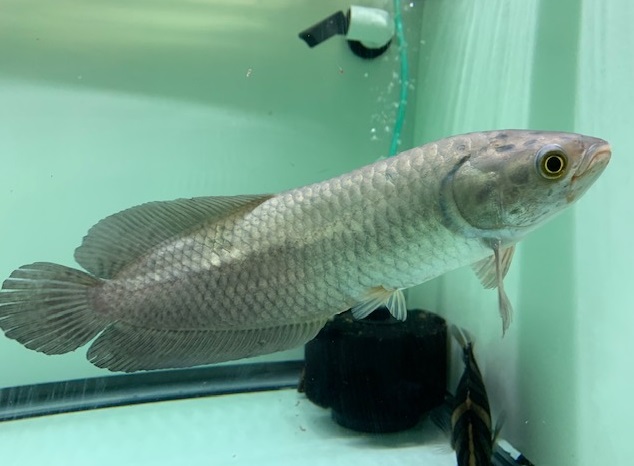 african-arowana