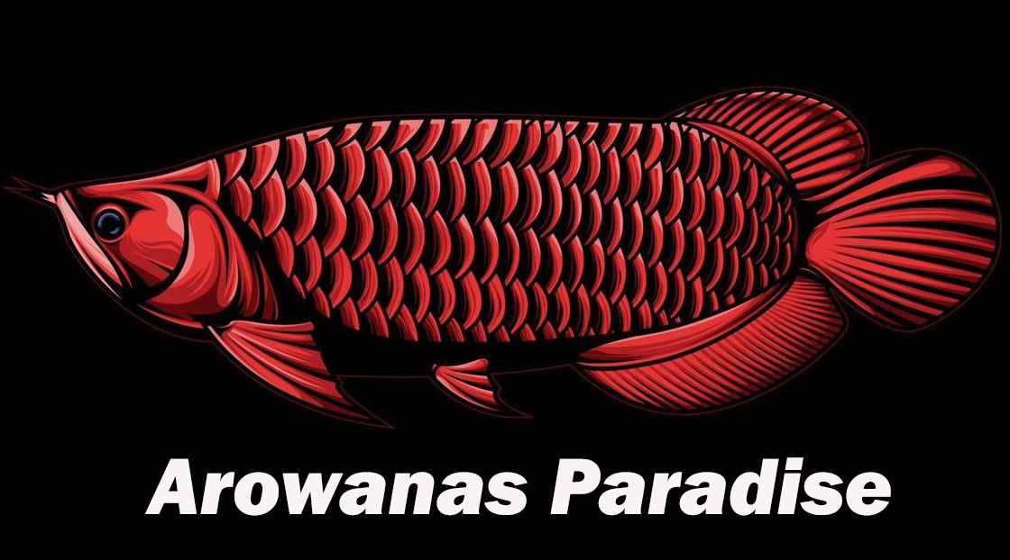 https://arowanas-paradise.com/