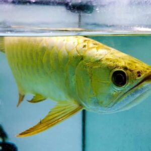 Crossback Golden Arowana