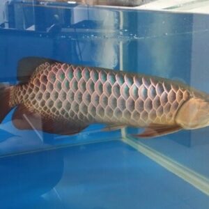 Malaysian Golden Arowana Fish